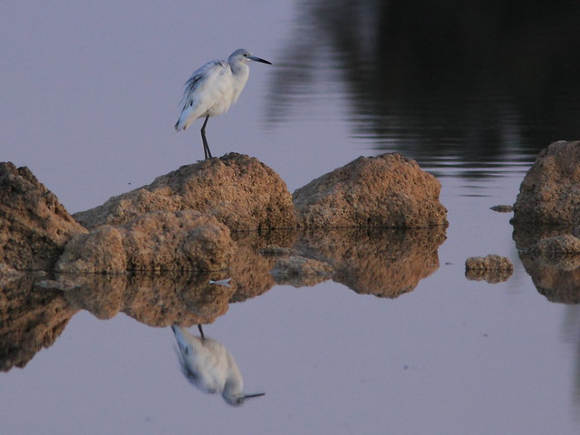 Little Blue Heron immature 2-20120411
