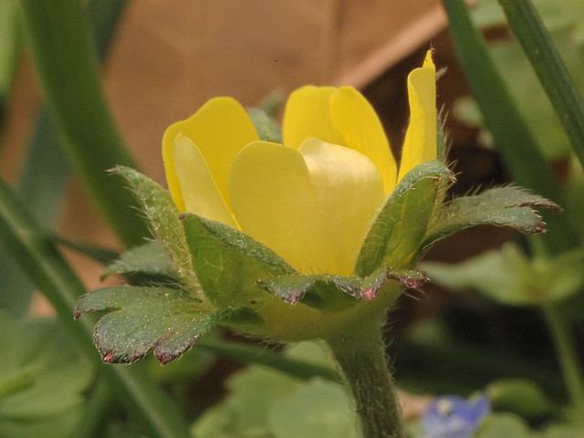 Tiny yellow flower