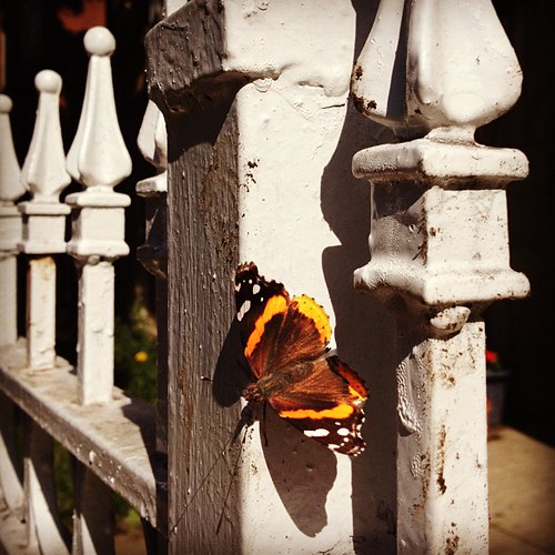 Butterfly on my walk