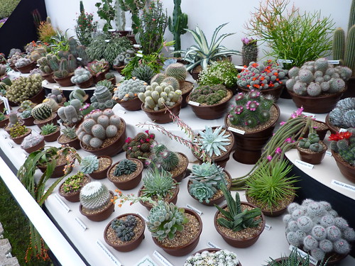Cactus and Succulent seller display stand @ Malvern Garden Show by srboisvert