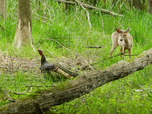 Deer / Turkey Standoff