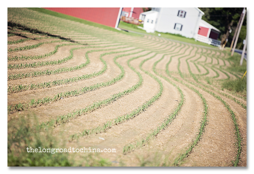 Swirly Rows of Corn BLOG