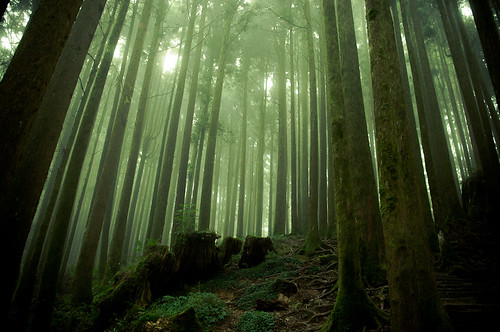 Forests of Alishan