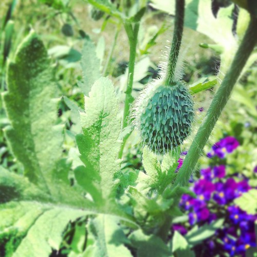 poppy bud #organicgarden #maine #urbangarden #zone6a