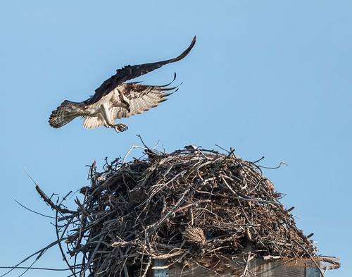 Osprey Landing at the nest by Mark/MPEG (Midwest Photography Enthusiasts Group)