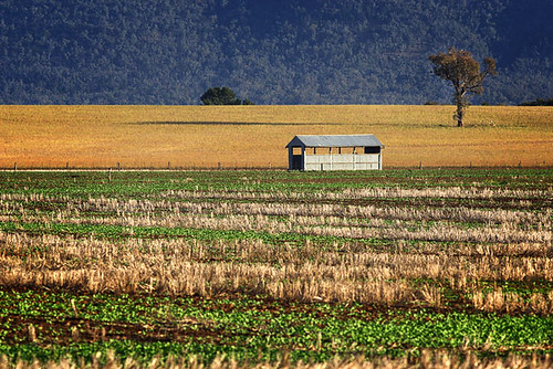 Farmland at Grenfell, New South Wales, Australia IMG_6569_Grenfell