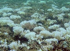 關島海域白化的珊瑚(David Burdick攝，NOAA提供)