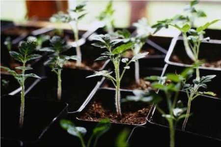 Should I be starting tomato plants at home?