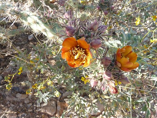Cacti - Cholla in bloom - Arizona