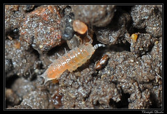 Isopoda/Trichoniscidae