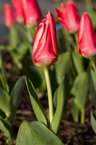 Tulbid / Tulips