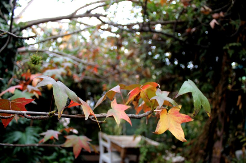 otoño en el pequeño jardín