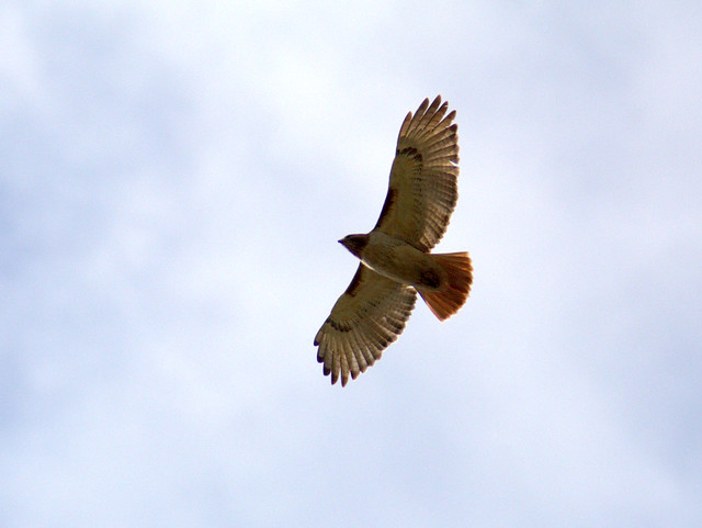 Red-tailed Hawk 20120509
