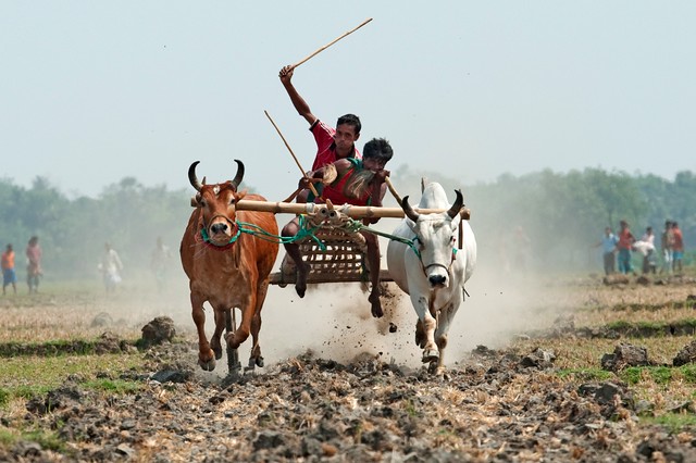 Bullock Cart Race - Beautiful Bangladesh Photography
