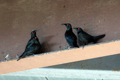 Asian Glossy Starling (Phillipines)