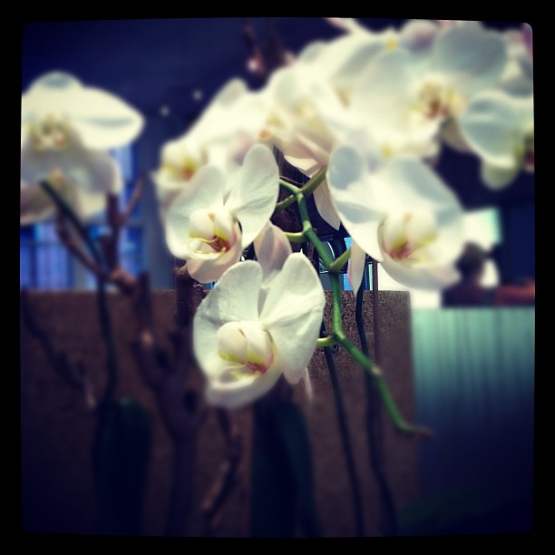 Orchids at James Joseph Salon