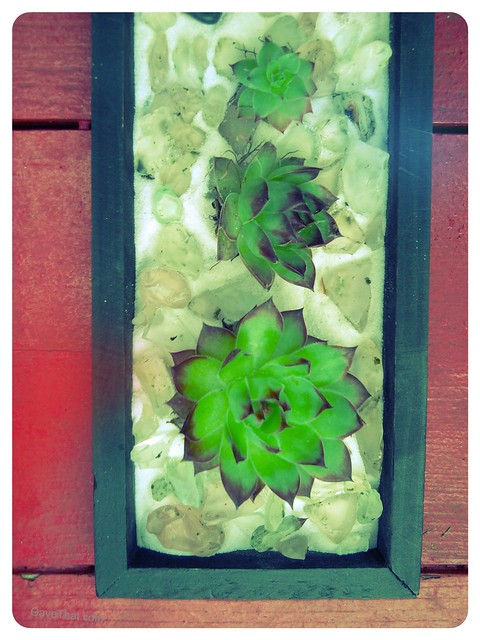 Hens and chicks in a black frame box with sea glass and sand