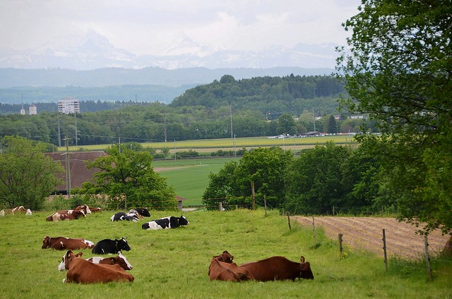 Cows in a field in Felbrunnen