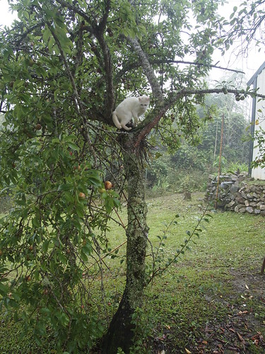 鄰居的貓爬上李子樹