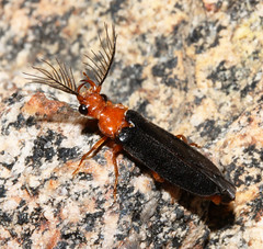 Beetles: Phengodidae