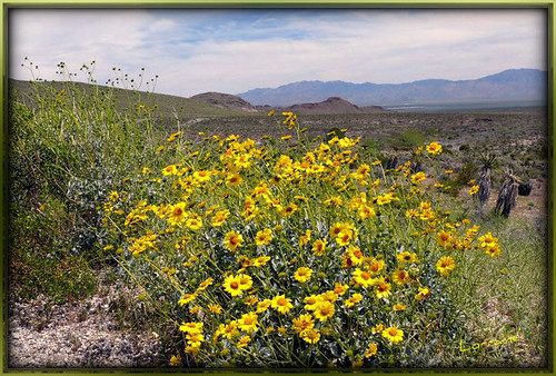 Desert Flower  - Explored  - # 148 - 4.6.2012