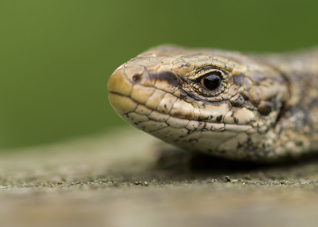 common lizard close up 4