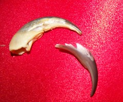 How tamandua claws shed