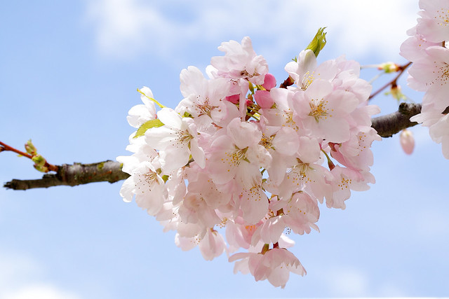 Cherry blossom under sunny blue sky