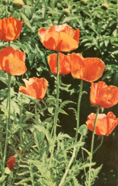 Почта за 24-е марта :))) Poppies, 1968