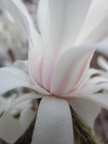 Magnolia Closeup