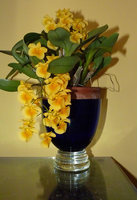 Dendrobium aggregatum species orchid, 1st bloom 4-12*