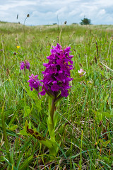 Great Northern Marsh Orchid