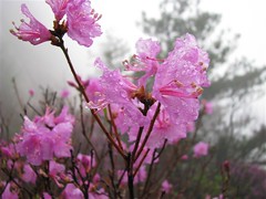 盛开的杜鹃花很是美丽。