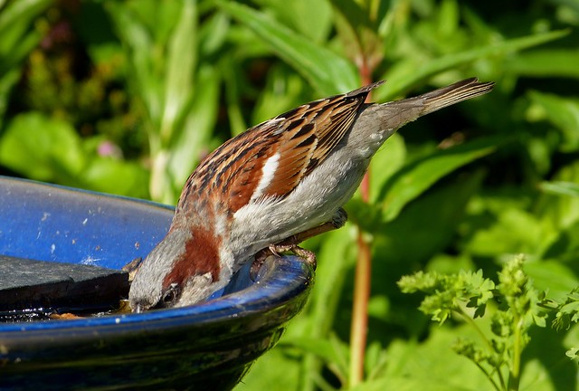 27272 - House Sparrow, Garden