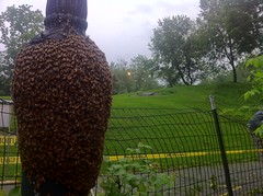 Central Park Bee Swarm