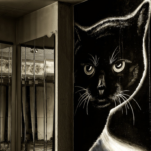 The black cat by heeftmeer.nl