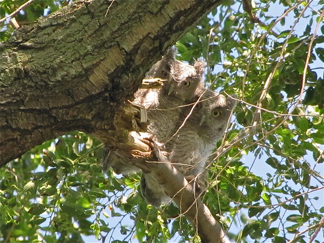 Eastern Screech-owl at Salem Ranch in Flanagan, IL 19