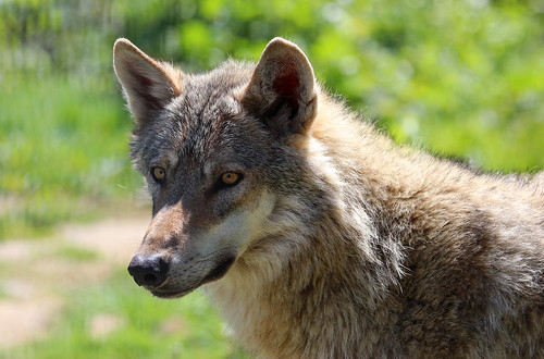 Wer hat Angst vor dem bösen Wolf? by Claudia Ostermann