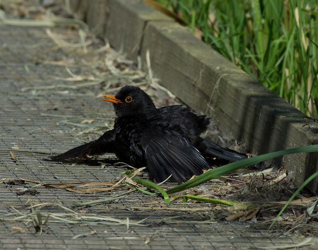 sunbathing blackbird