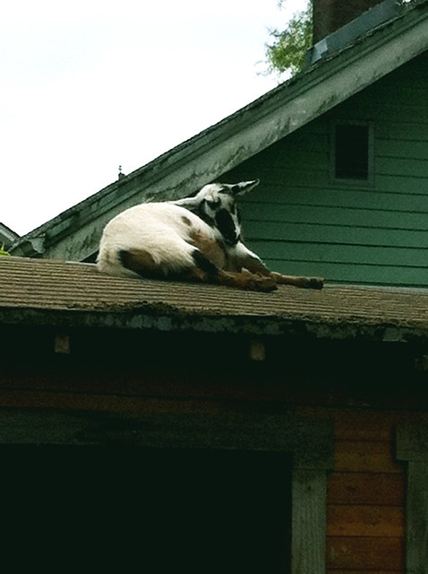 Goat on the Roof