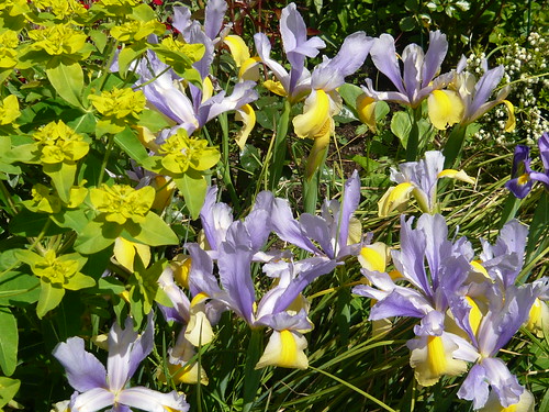 June garden 040 Iris reticulata