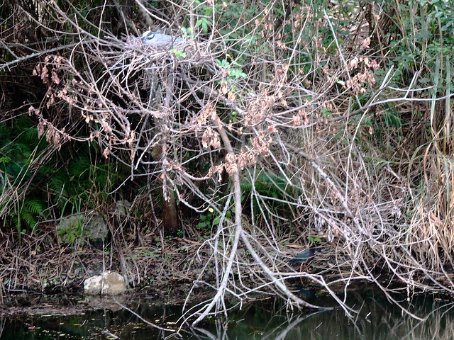 Green Heron hidin under YCNH nest 20120327