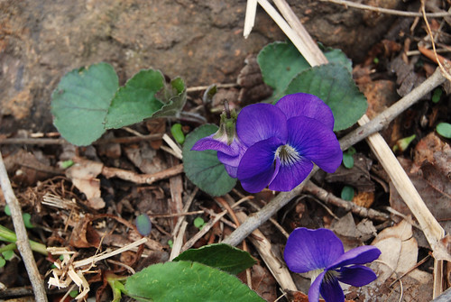 Purple Violet wildflower Viola sp. growing in the Missouri Ozarks.