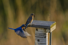 Bluebirds and Worms-7896_.jpg by Mully410 * Images