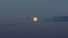Moon and Seagull