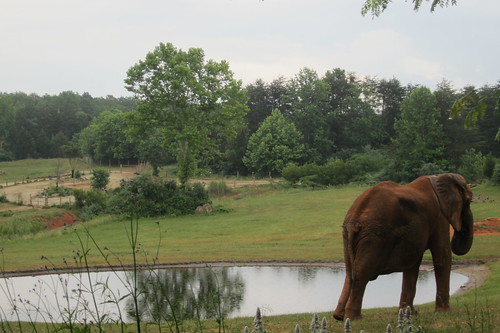 picture perfect pachyderm