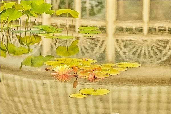 Lilies in Refection Pool