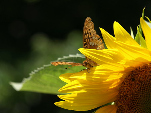 Butterfly on Sunflower by cicerocat