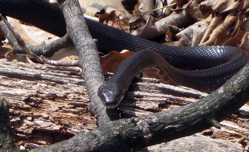 Snake along Appalachian Trail