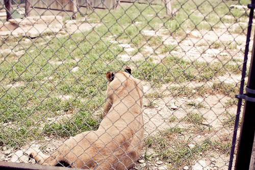 Zoo Trip April 2012-0058
